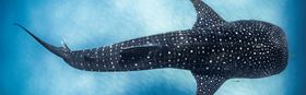 Ocean Film Festival World Tour 2027