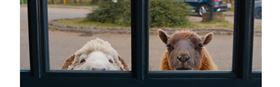 The Sheep Detectives (PG) - 14th July 1pm