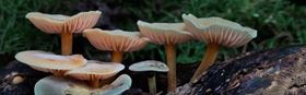 Sundowner Series: What we have to learn from Fungi