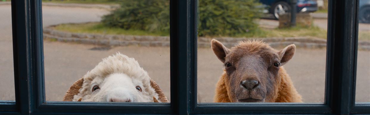 The Sheep Detectives (PG) - River Angels Fundraiser
