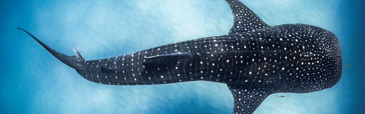 Ocean Film Festival World Tour 2027