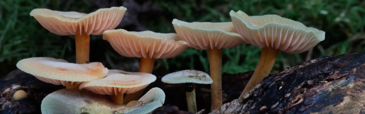 Sundowner Series: What we have to learn from Fungi